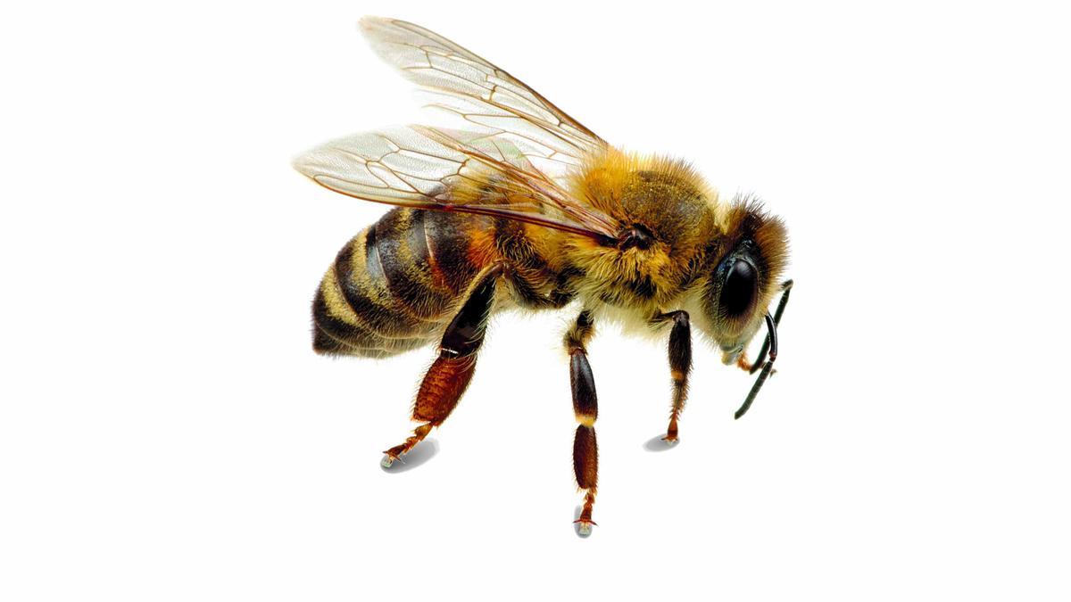 Vespes i abelles