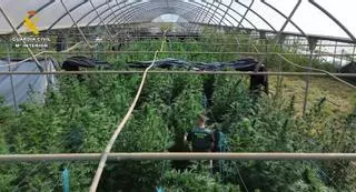 Destapan una megaplantación de marihuana en Galicia: más de 2.000 plantas