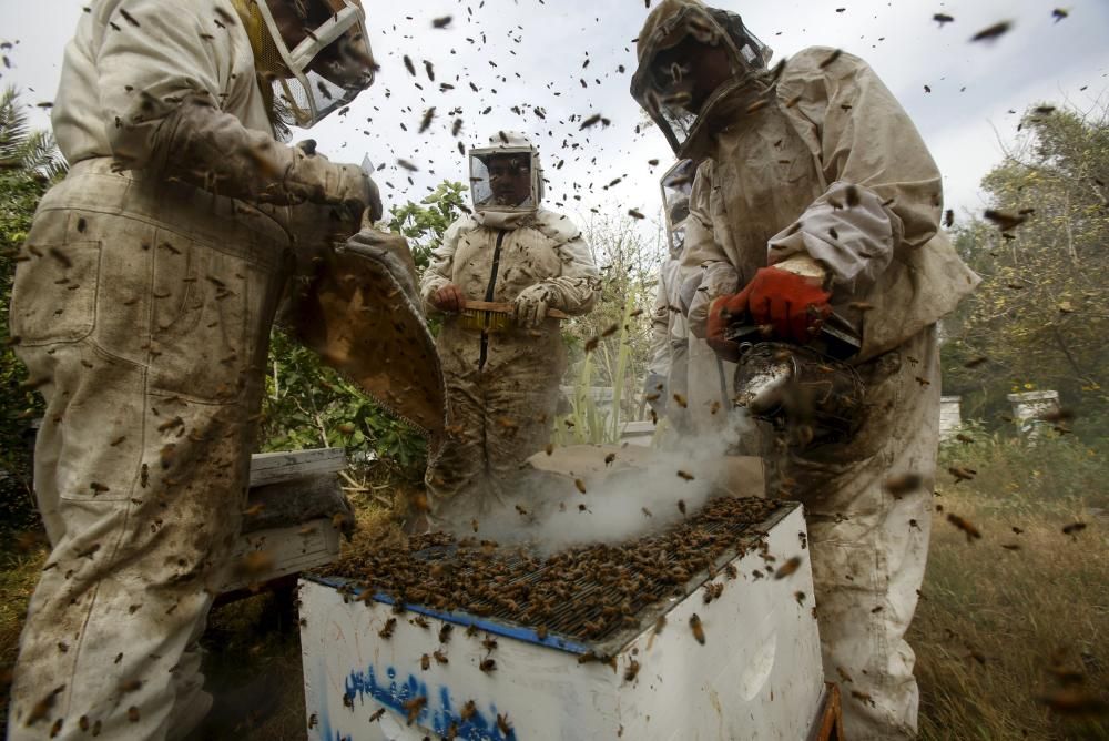 Un apicultor palestino utiliza humo para calmar a las abejas mientras recolecta miel en una granja de Rafah, al sur de la franja de Gaza.