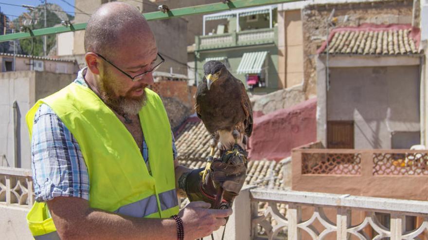 Xixona impulsa la primera campaña para reducir la población de palomas