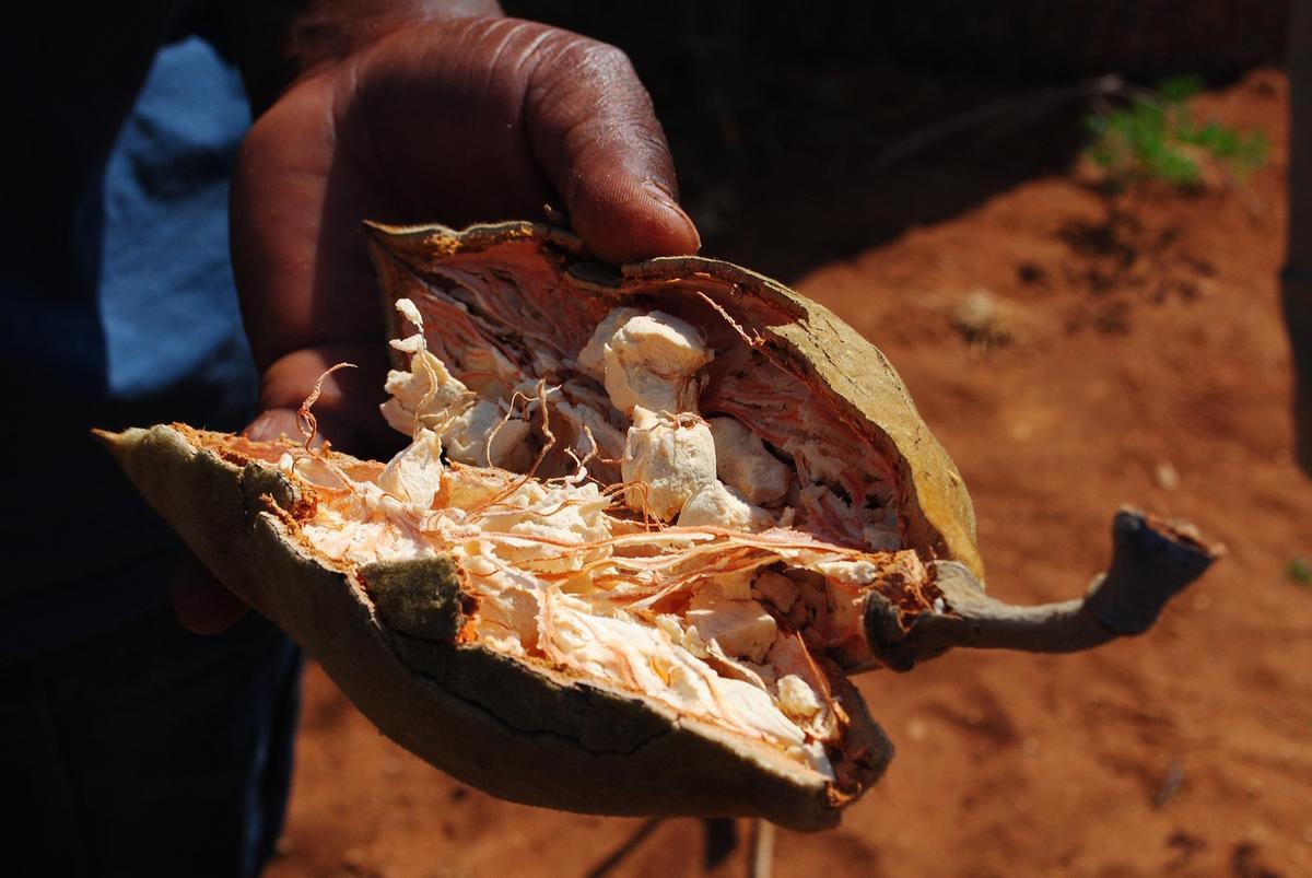 Imagen del pan de mono, fruto del baobab.