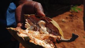 Imagen del pan de mono, fruto del baobab.
