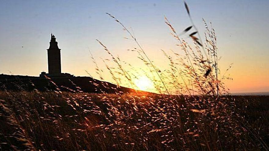 Ejemplares de avena, en primer plano, en un atardecer en la Torre de Hércules, con el faro en segundo plano.