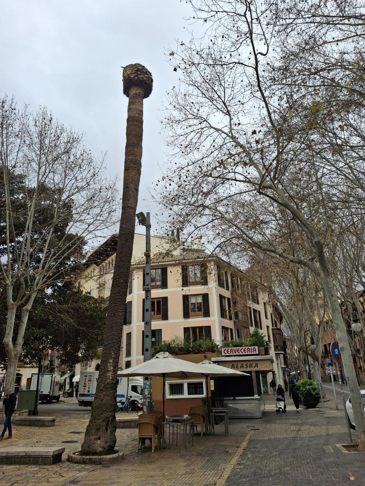La palmera de la plaza del Mercat infactada por el picudo rojo antes de ser talada.