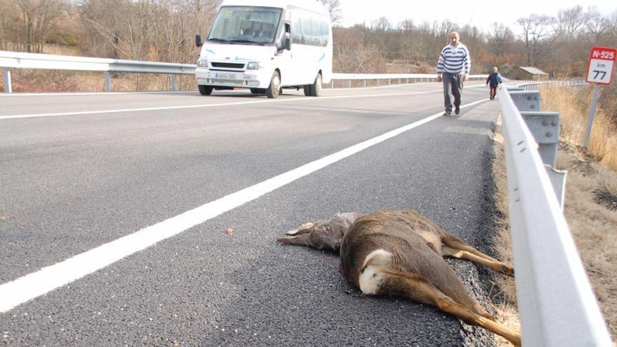 Siniestro vial por atropello a un corzo en una carretera de Zamora. Imagen de archivo.
