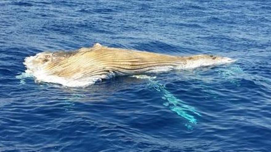 Apareix una balena morta flotant a unes tres milles del cap de Salou