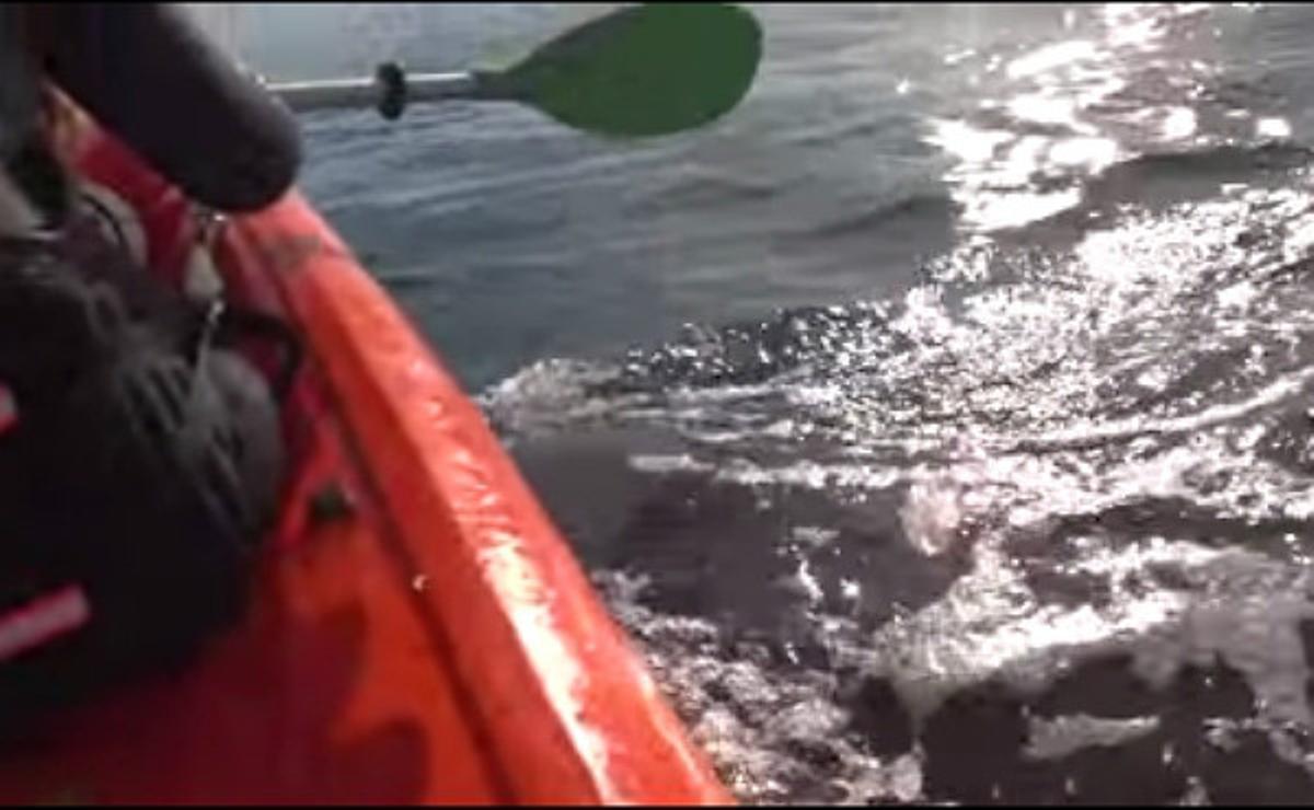 Una pareja sufre un peligroso momento navegando entre ballenas en la Patagonia argentina.