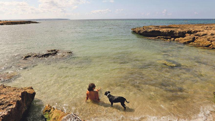 Hundestrände auf Mallorca: Hier ist Gassigehen am Meer erlaubt