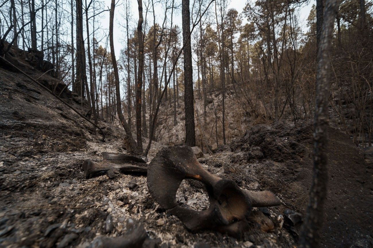 Así ha quedado el monte de Tenerife por el incendio