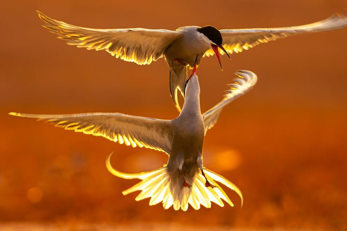 En la categoría de comportamiento - Aves. Bronce: Mohammad Murad