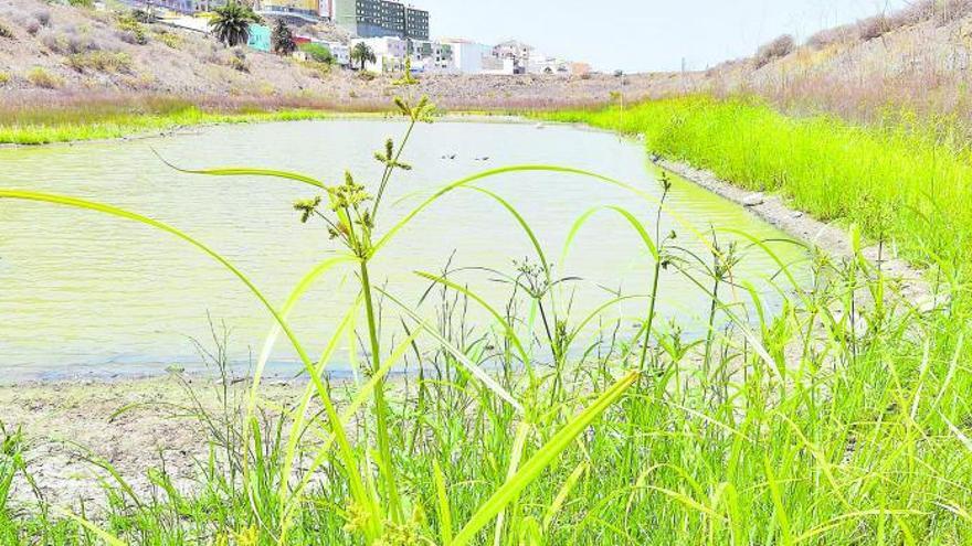 Una plataforma nacional ayudará a conservar la Charca de San Lorenzo