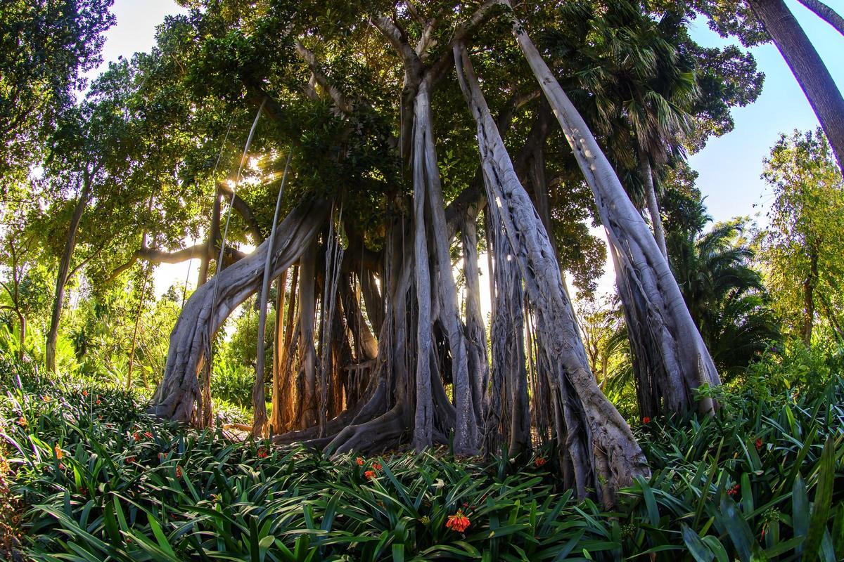 Jardí d'Aclimatació de La Orotava Tenerife.