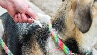 Estos son los trucos caseros más efectivos para eliminar pulgas y garrapatas en perros