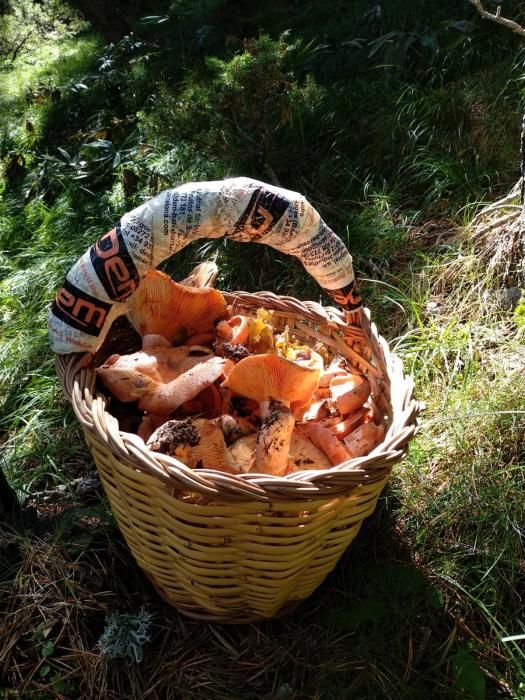 Cistella de bolets trobats al Berguedà