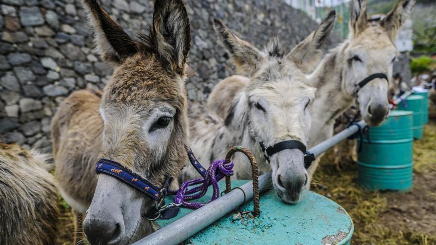 La Culata, Tejeda, Feria del Burro 2025