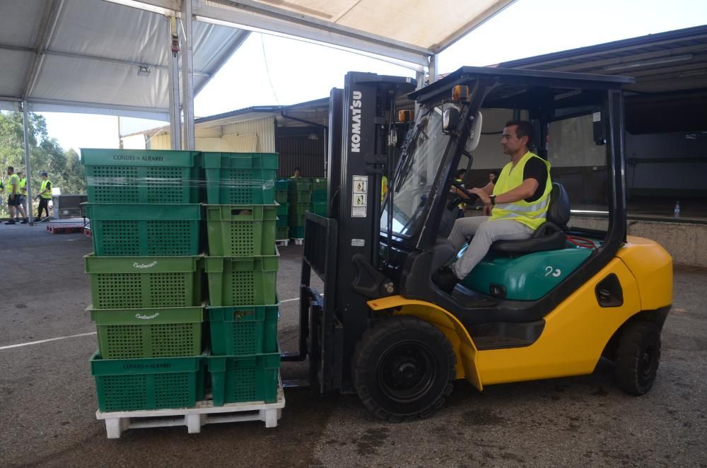 Las grandes bodegas tiran del carro en la vendimia Rías Baixas.