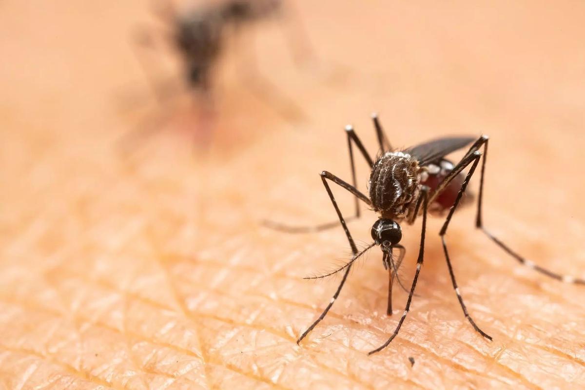 Un mosquito picando a una persona