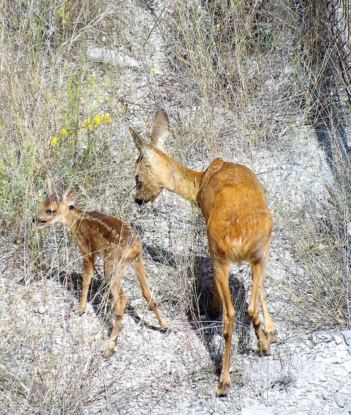 La femella i la cria en una foto del juny de 2024