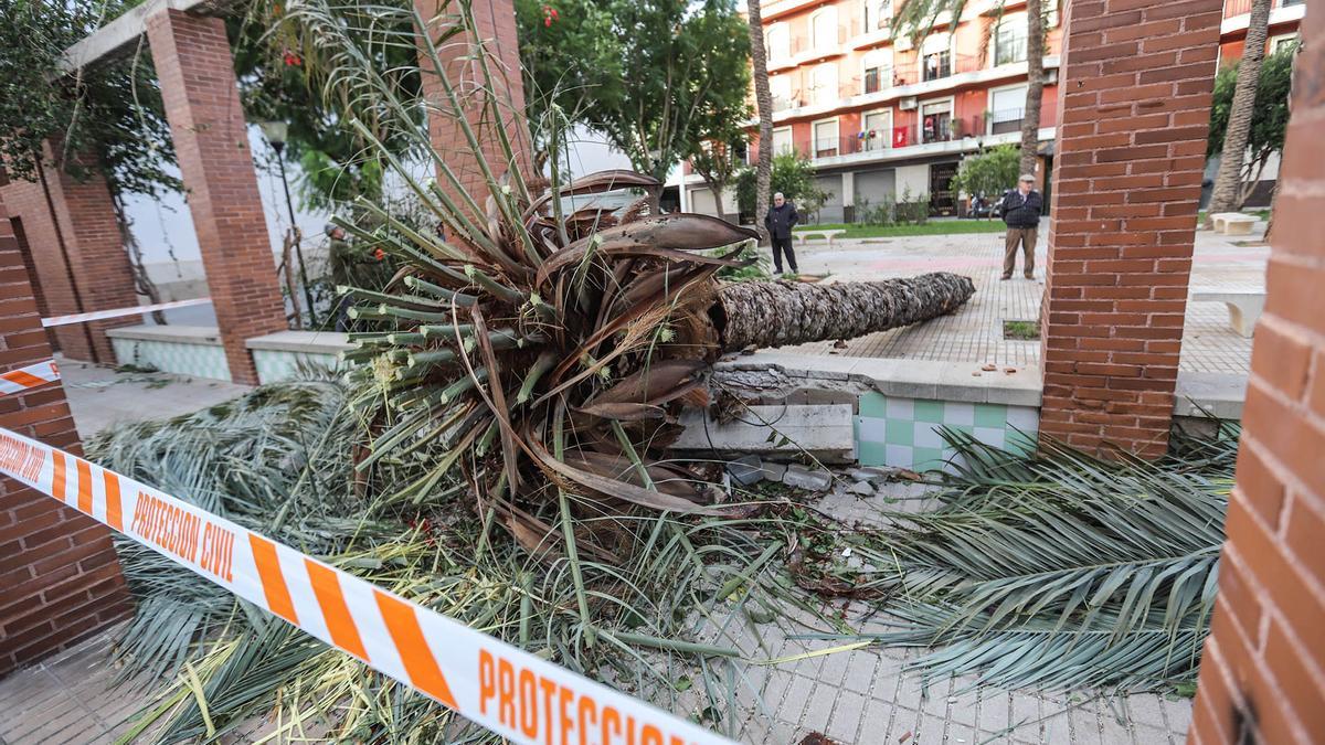 Alerta ante el riesgo de caída de arbolado por rachas de viento de 50 kilómetros por hora