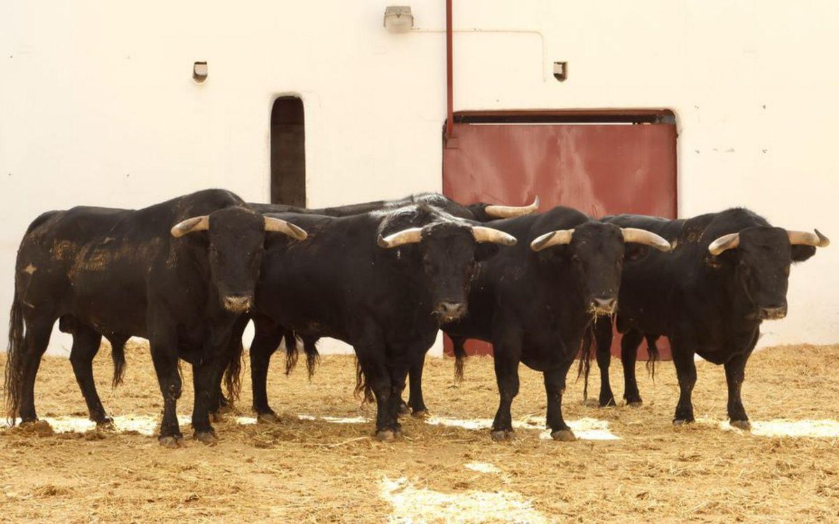 Los toros de Zacarías Moreno para la corrida de esta tarde en Alicante. | ANTONIO VIGUERAS