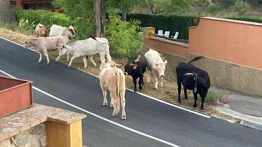 Les vaques ocupant la carretera que travessa el poble i generant perill per als conductors.