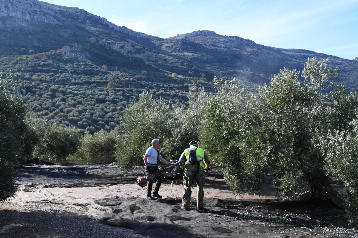 Recogida de aceituna en una finca de la Campiña Este cordobesa.