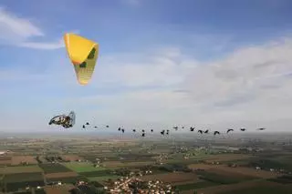 ¿Por qué una bandada de pájaros sobrevuela Catalunya siguiendo a un ultraligero?