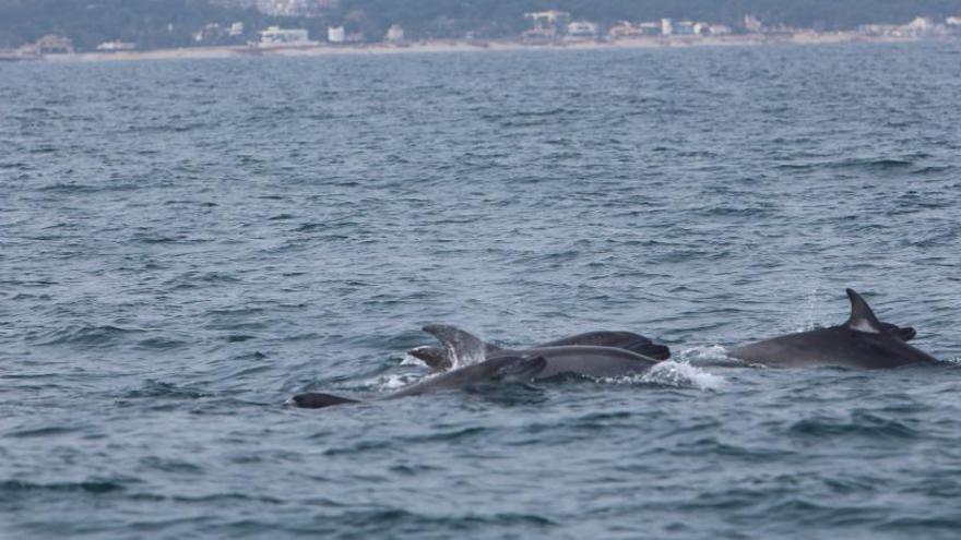 Dénia localiza tres grupos de delfines mulares frente a la costa