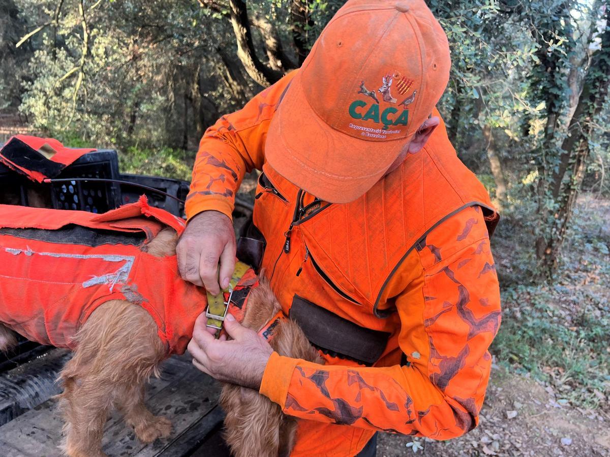 Perros en una batida de cazadores