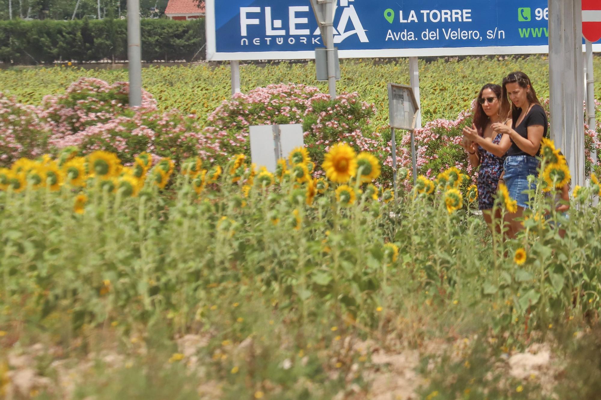 Los espectaculares campos de girasol plantados en Pilar de la Horadada