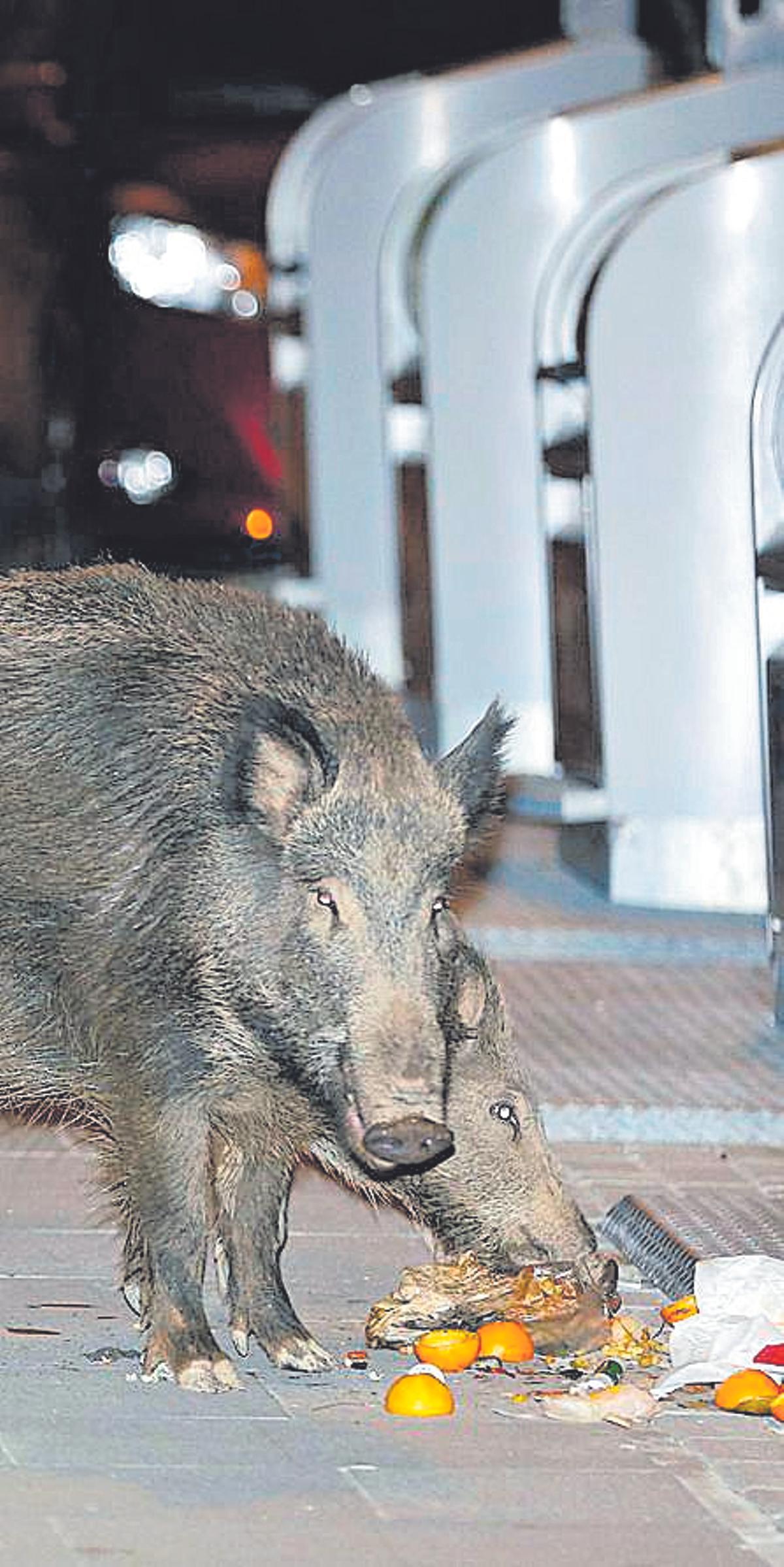 Senglars menjant deixalles al costat d'uns contenidors d'escombraries.