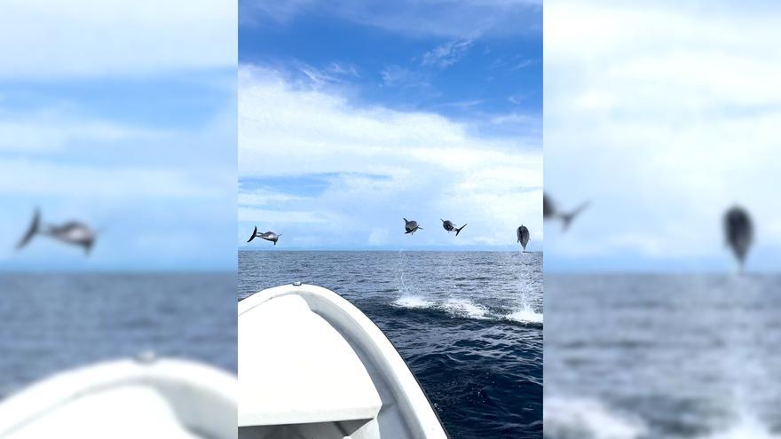 El increíble momento en el que una manada de delfines escolta a un pescador