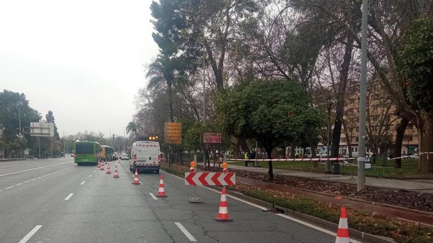 Corte parcial de tráfico en dos carriles descendentes de la avenida de Vallellano en Córdoba por riesgo de caída de árboles