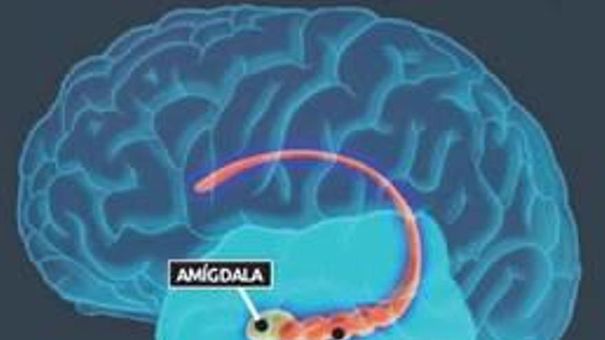 Científicos valencianos describen el cambio en un cerebro con alzhéimer años antes del primer síntoma
