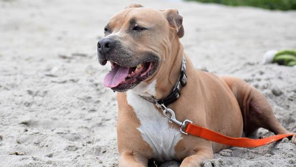 RAZAS PERROS PELIGROSOS | Adiós a las razas de "perros potencialmente  peligrosos", esto es lo que dice la nueva Ley Animal