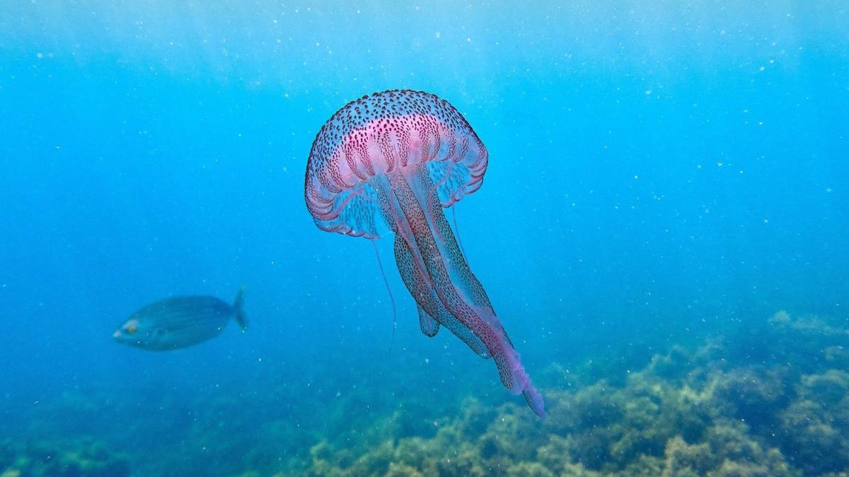 Ejemplar de la medusa Pelagia Noctiluca. | SHUTTERSTOCK