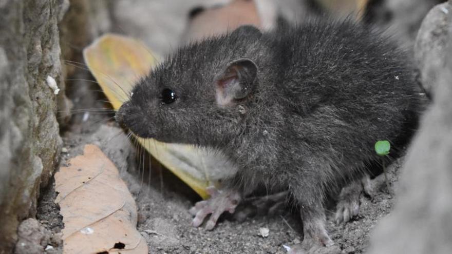 El primer censo de ratas de alcantarilla de una gran ciudad.