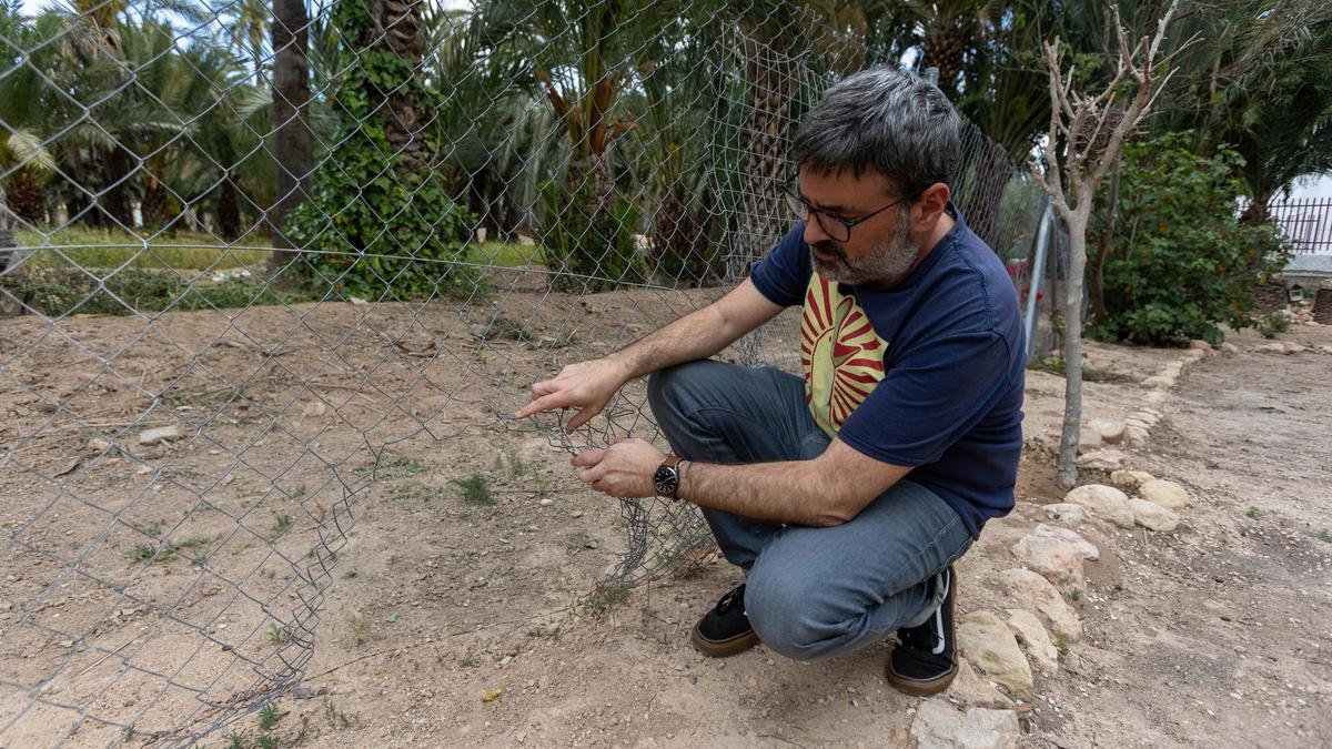 Robos y vandalismo en el huerto de la asociación Tamarit de Elche