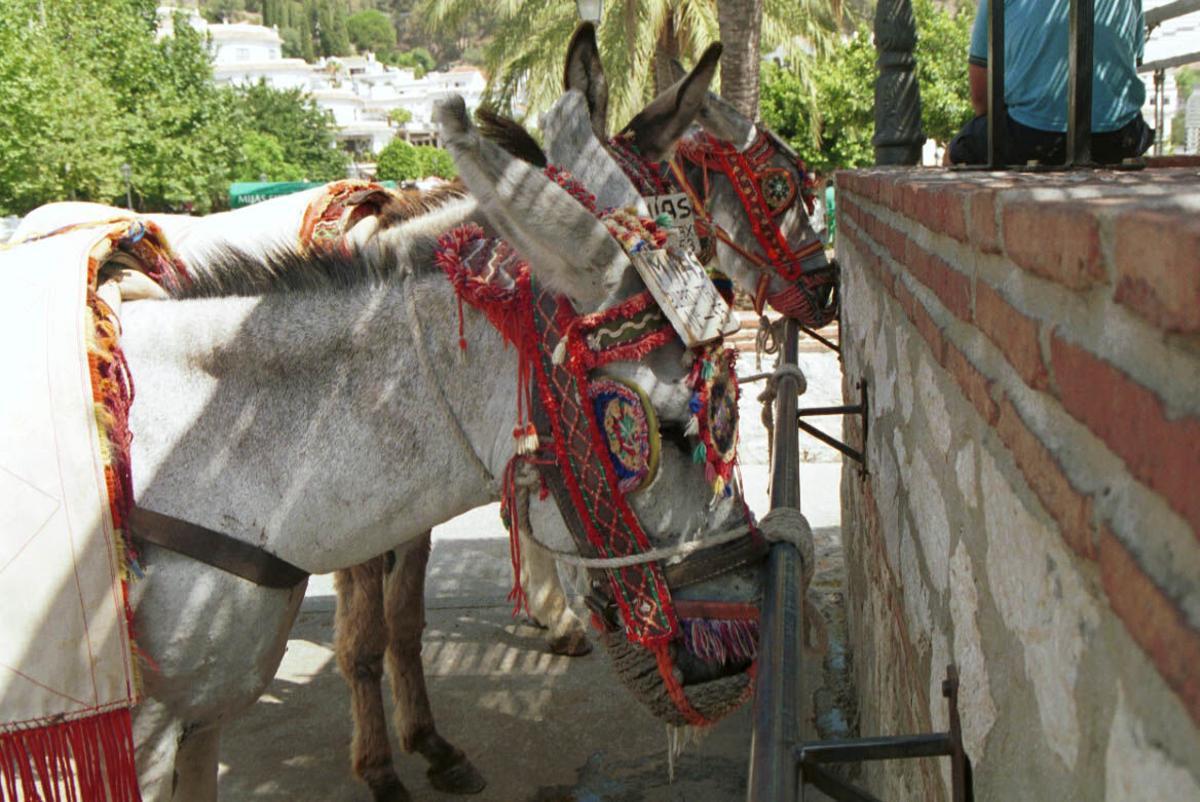 MIJAS, MLG, 24/07/99. BURRO TAXI , MIJAS. Atracciones turísticas. Burro-taxis. Animales. Burros