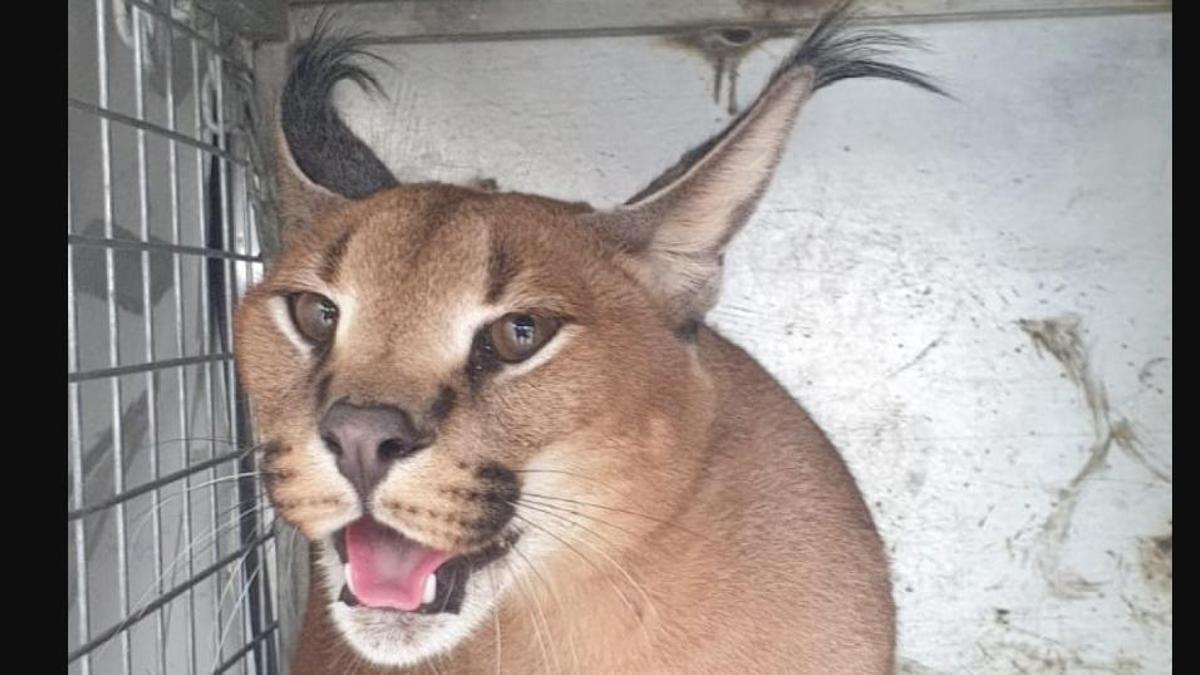 Caracat recuperado en un jardín de Marbella