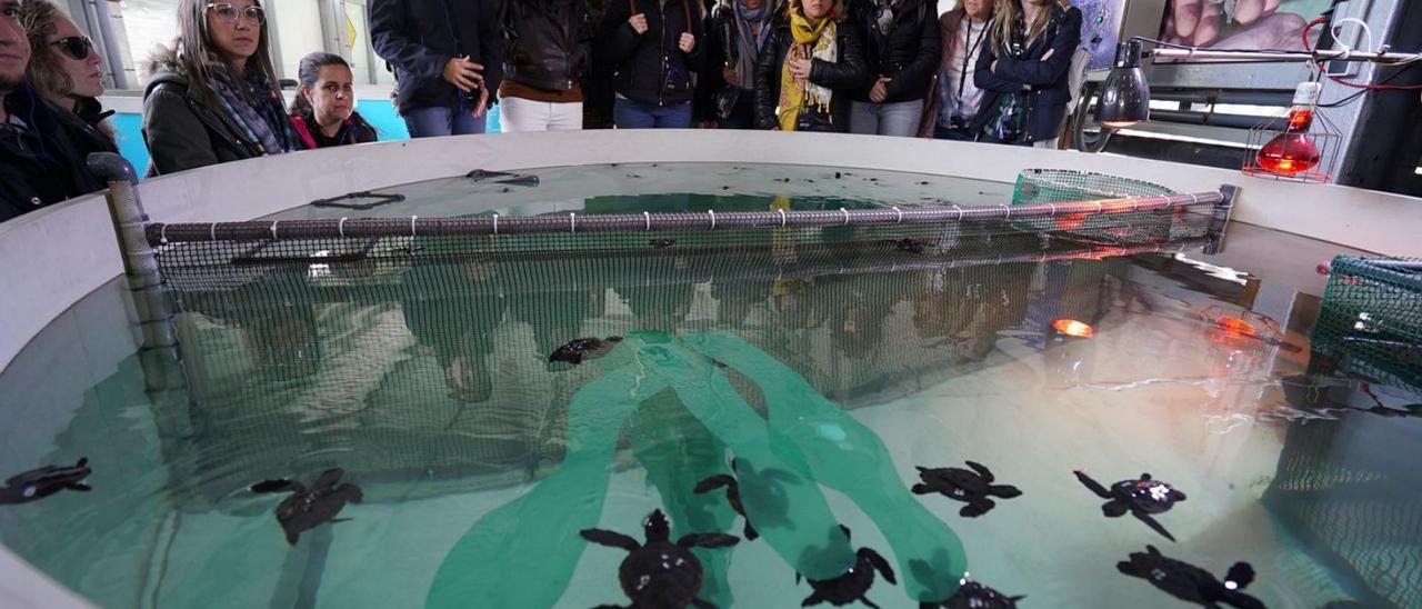 Professors i alumnat ha passat per l’Arca de la Mar, on es curen les tortugues abans de  tornar-les a  la natura.