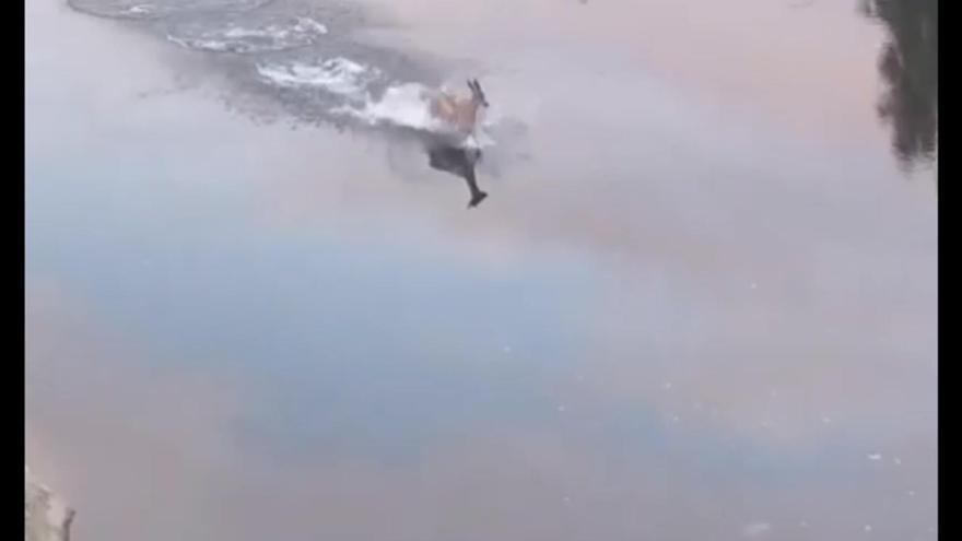 VÍDEO | Sorpresa en el río de Puebla de Sanabria: &quot;no había visto esto en mi vida&quot;