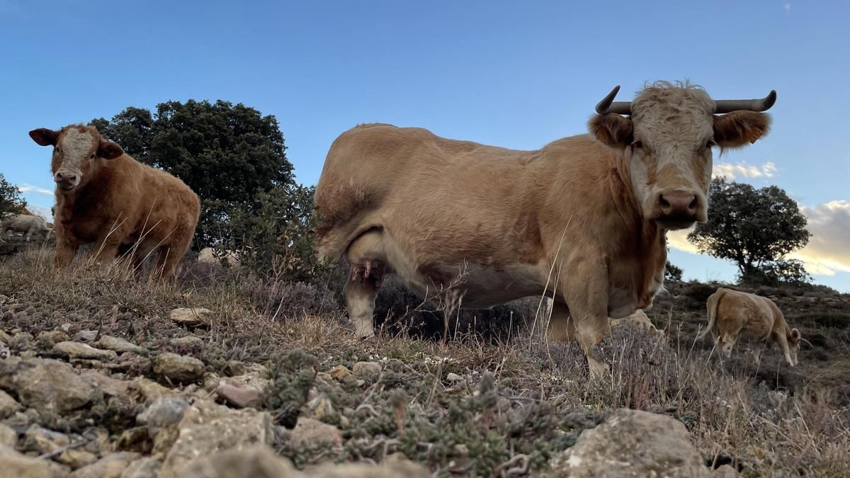 El conseller pide la obligatoriedad de las vacunas para proteger la cabaña ganadera ante 'el covid de las vacas'.