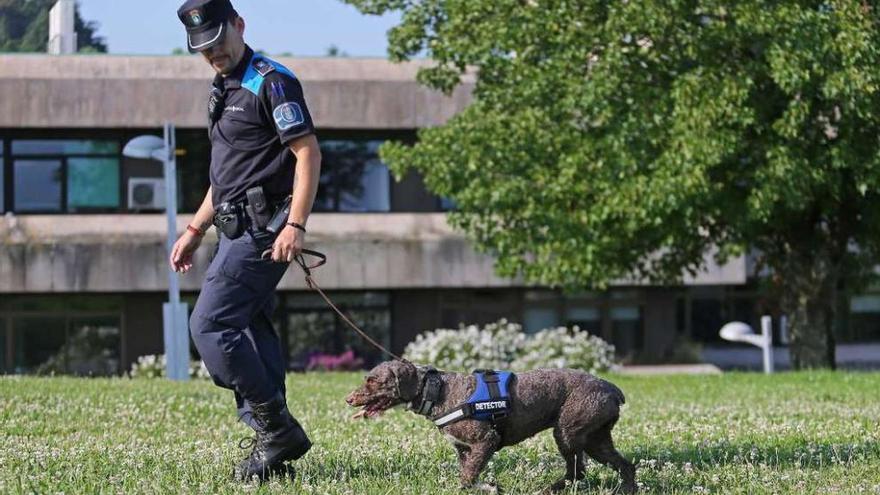 &quot;Juno&quot;, la primera perra de la nueva unidad canina de la Policía Local de Vigo.