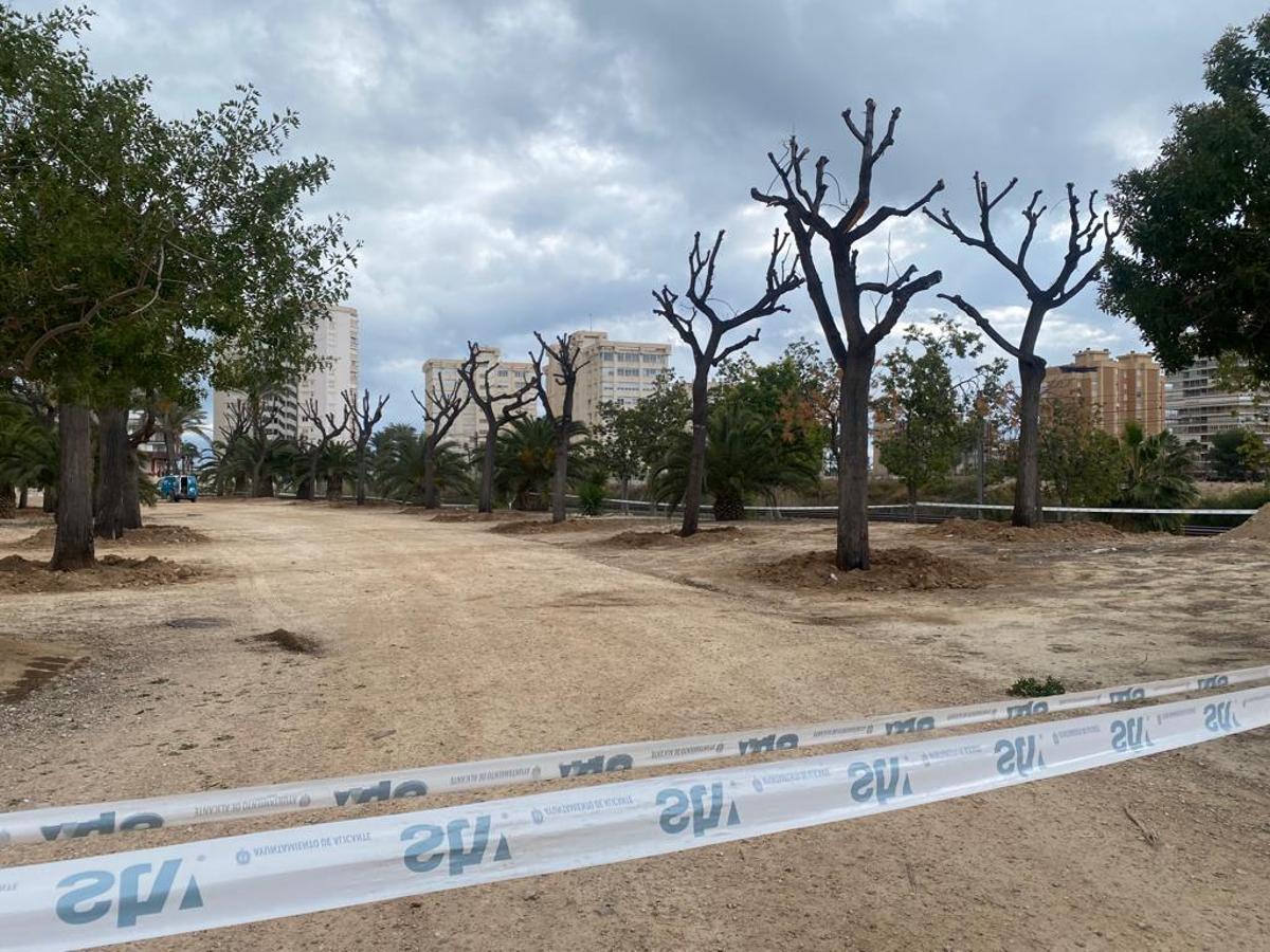 Las melias ya están plantadas en el parque de Sergio Melgares