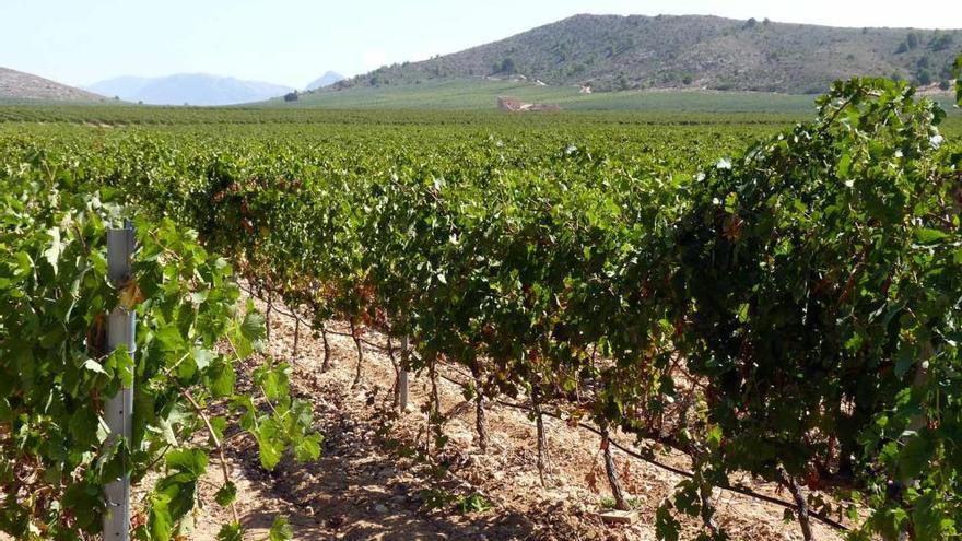 Viñedos de la variedad Monastrell cultivados en la DOP Alicante. V.M.F