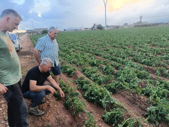 Una granizada destroza el cultivo de la patata en sa Pobla
