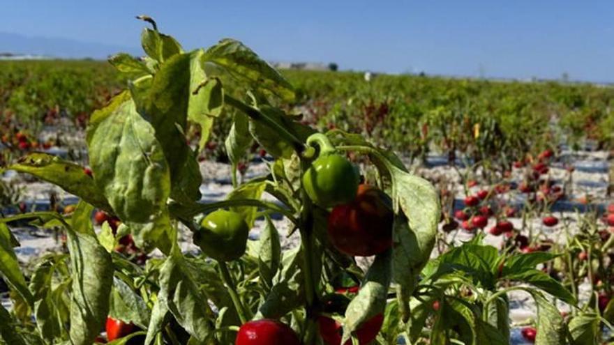 La mayor finca verde de España, en peligro por el  recorte de ayudas