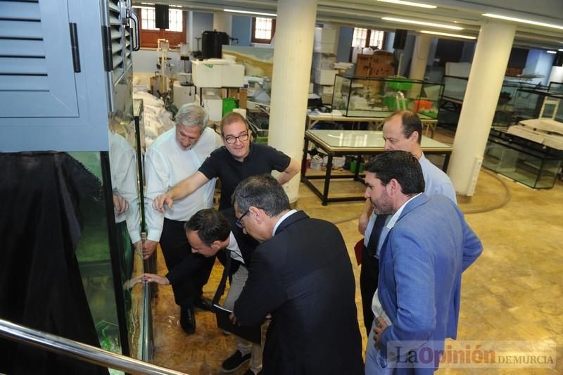 El acuario de la UMU albergará las especies emblemáticas del Mar Menor