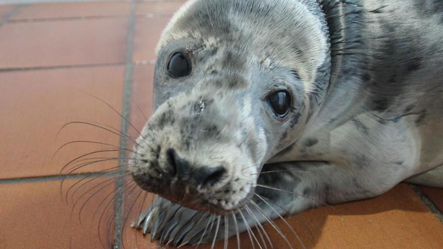 Muere el león marino que llegó el jueves a la playa de Bens